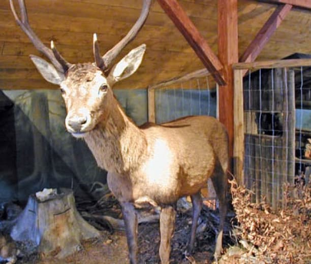 Lesnická a myslivecká expozice Šindelka